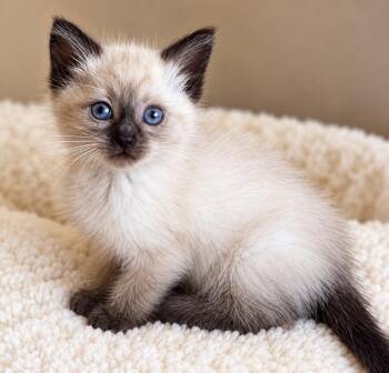Huxley -  Siamese Cat for Adoption in Santa Cruz, California - Huxley | PetCurious