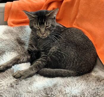Lisbon -  Tabby and Domestic Short Hair Cat for Adoption in Dublin, Ohio - Lisbon | PetCurious