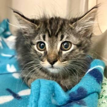 Domestic Short Hair Cats Available for Adoption in Sacramento, California - Ruby | PetCurious