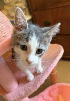 Squeak -  Domestic Short Hair Cat for Adoption in Elyria, Ohio - Squeak | PetCurious