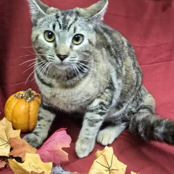 Cayenne -  Domestic Short Hair Cat for Adoption in Payson, Arizona - Cayenne | PetCurious