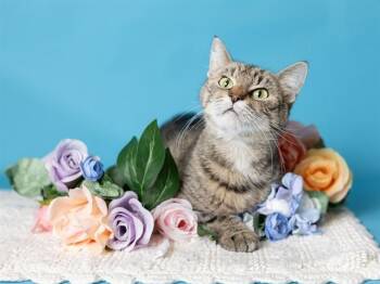 Domestic Short Hair Cats Available for Adoption in Ames, Iowa - VIVA | PetCurious