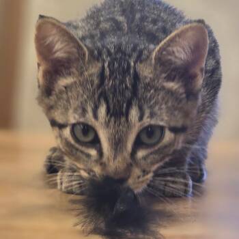 Domestic Short Hair Cats Available for Adoption in Wickenburg, Arizona - Dually | PetCurious