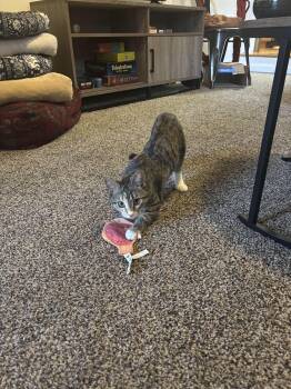 Jayci -  Domestic Short Hair Cat for Adoption in Denver, Colorado - Jayci | PetCurious