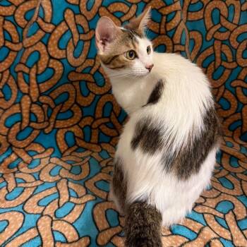 Mama Candy -  Domestic Short Hair Cat for Adoption in Newberg, Oregon - Mama Candy | PetCurious