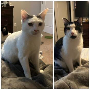 Moo & Mama Bear -  Domestic Short Hair Cat Available for Adoption in Honeoye, New York - Moo & Mama Bear | PetCurious