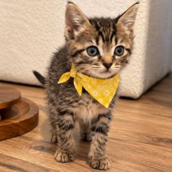 Tiny Tiger Lily -  Tabby and Domestic Short Hair Cat for Adoption in Friendswood, Texas - Tiny Tiger Lily | PetCurious