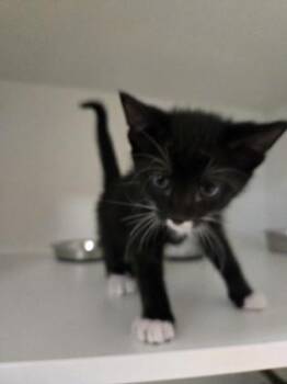Mackerel -  Domestic Short Hair Cat for Adoption in Savannah, Georgia - Mackerel | PetCurious