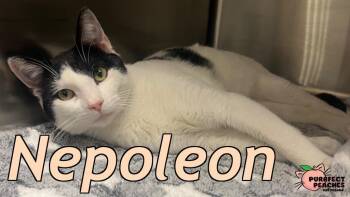Nepoleon -  Domestic Short Hair Cat for Adoption in Douglasville, Georgia - Nepoleon | PetCurious