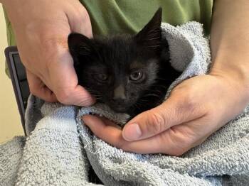 ALEX -  Domestic Short Hair Cat for Adoption in Kent, Washington - ALEX | PetCurious