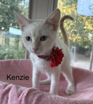 Kenzie -  Siamese Cat for Adoption in Oakley, California - Kenzie | PetCurious