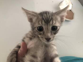 Galileo -  Domestic Short Hair Cat for Adoption in Emporia, Kansas - Galileo | PetCurious
