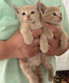 Wemby -  Domestic Short Hair Cat for Adoption in San Antonio, Texas - Wemby | PetCurious