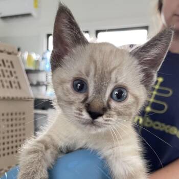 Nezuko -  Domestic Short Hair Cat for Adoption in Chapel Hill, North Carolina - Nezuko | PetCurious
