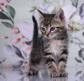 Pretzel -  Domestic Short Hair and Tabby Cat for Adoption in Tuscaloosa, Alabama - Pretzel | PetCurious