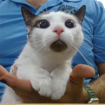 ASA -  Domestic Short Hair Cat for Adoption in Doral, Florida - ASA | PetCurious