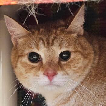 Domestic Short Hair Cats Available for Adoption - Cheeto | PetCurious