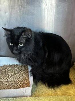 Domestic Long Hair Cats Available for Adoption in El Paso, Texas - Apollo | PetCurious
