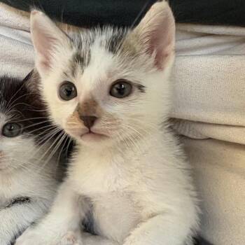 Domestic Short Hair Cats Available for Adoption in Richmond, California - GOOSE | PetCurious