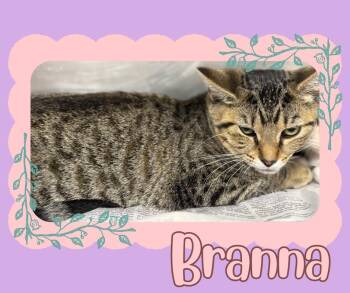 Rescue Domestic Short Hair Cats for Adoption in Hopkinsville, Kentucky - Branna | PetCurious