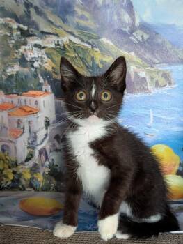 Max -  Domestic Short Hair Cat for Adoption in Fremont, California - Max | PetCurious