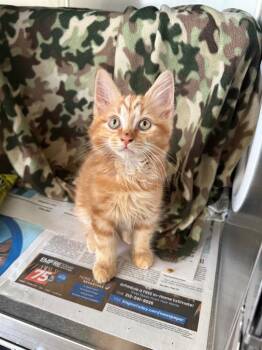 Tangerine -  Domestic Short Hair Cat for Adoption in Detroit, Michigan - Tangerine | PetCurious