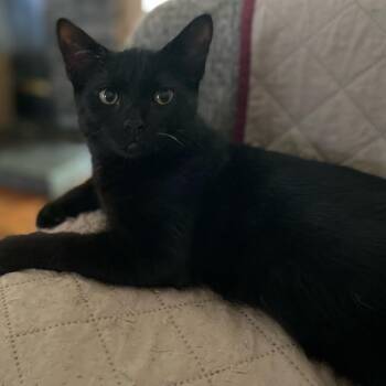 Dash -  Domestic Short Hair Cat for Adoption in Johnson City, Tennessee - Dash | PetCurious