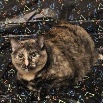 Freya -  Domestic Short Hair Cat for Adoption in Rochester, Minnesota - Freya | PetCurious