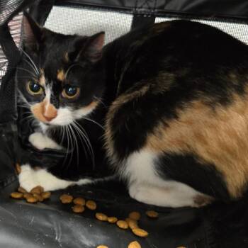 Cookie -  Domestic Short Hair Cat for Adoption in Newark, New Jersey - Cookie | PetCurious