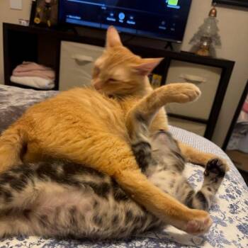 Duchess -  Domestic Short Hair Cat for Adoption in Williston, Florida - Duchess | PetCurious