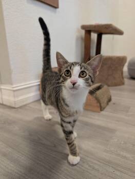 Woodle -  Domestic Short Hair Cat for Adoption in Palm Harbor, Florida - Woodle | PetCurious