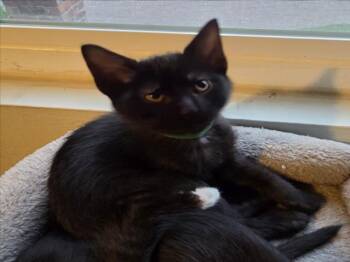 Rescue Domestic Short Hair Cats for Adoption in Woodland, California - *JOE GREEN | PetCurious