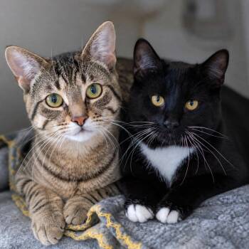 Domestic Short Hair Cats Available for Adoption in Pontiac, Michigan - Bobcat Bill And Tuxedo Joe | PetCurious