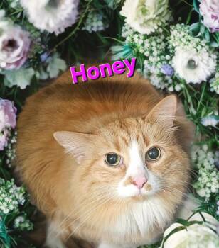 Domestic Long Hair Cats Available for Adoption in Jim Thorpe, Pennsylvania - Honey | PetCurious