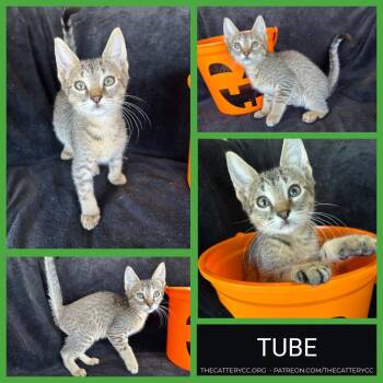 Tube -  Domestic Short Hair Cat for Adoption in Corpus Christi, Texas - Tube | PetCurious