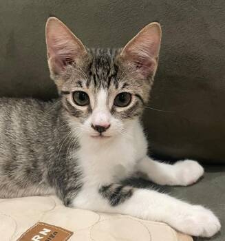 Comet A219651 -  Domestic Short Hair Cat for Adoption in Plano, Texas - Comet A219651 | PetCurious