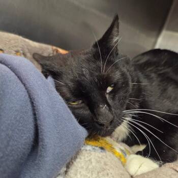 Benson Boone -  Domestic Short Hair Cat for Adoption in Spokane, Washington - Benson Boone | PetCurious