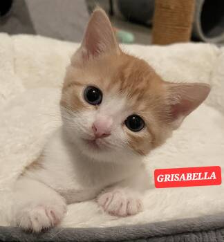 GRISBELLA -  Tabby Cat for Adoption in Elgin, South Carolina - GRISBELLA | PetCurious