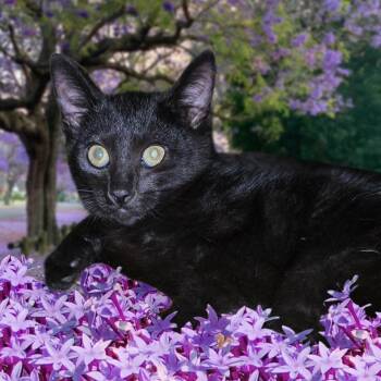 Soft like Blackvelvet -  Domestic Short Hair Cat for Adoption in Elizabeth, Pennsylvania - Soft Like Blackvelvet | PetCurious