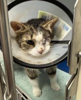 Aquafina -  Domestic Medium Hair Cat for Adoption in Harbor Springs, Michigan - Aquafina | PetCurious