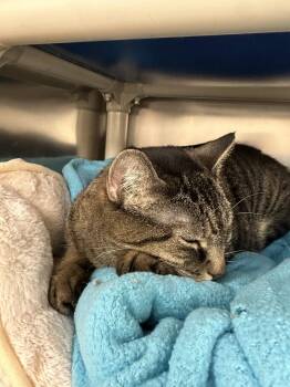 Domestic Short Hair Cats Available for Adoption in Brick Township, New Jersey - Savannah | PetCurious