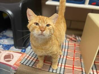 CLYDE -  Domestic Short Hair Cat for Adoption in Fort Wayne, Indiana - CLYDE | PetCurious