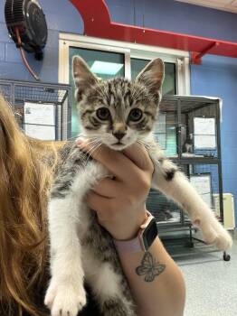 Barrel -  Domestic Short Hair Cat for Adoption in Charleston, South Carolina - Barrel | PetCurious