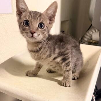 IVHS-Stray-143354 -  Domestic Short Hair Cat for Adoption in San Gabriel, California - IVHS-Stray-143354 | PetCurious
