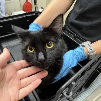 Sophie -  Domestic Short Hair Cat for Adoption in Murray, Utah - Sophie | PetCurious