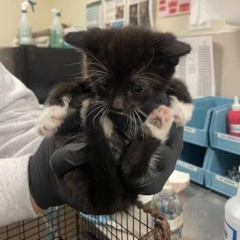 Carnation -  Domestic Short Hair Cat for Adoption in Chicago, Illinois - Carnation | PetCurious