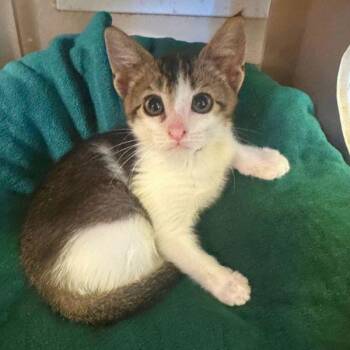 Fassbinder -  Domestic Short Hair Cat for Adoption in Walnut Creek, California - Fassbinder | PetCurious