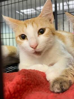 Jennifer -  Domestic Short Hair Cat for Adoption in Lockhart, Texas - Jennifer | PetCurious
