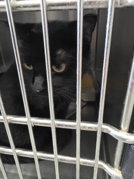 Rescue Domestic Short Hair Cats for Adoption in Angola, Indiana - Coven | PetCurious