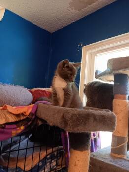 MOON -  Domestic Short Hair Cat for Adoption in Irmo, South Carolina - MOON | PetCurious